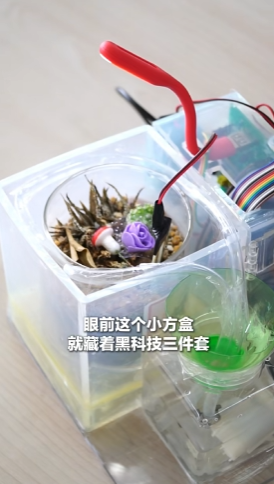 能聊天唱歌！合肥大学生发明“话痨”花盆